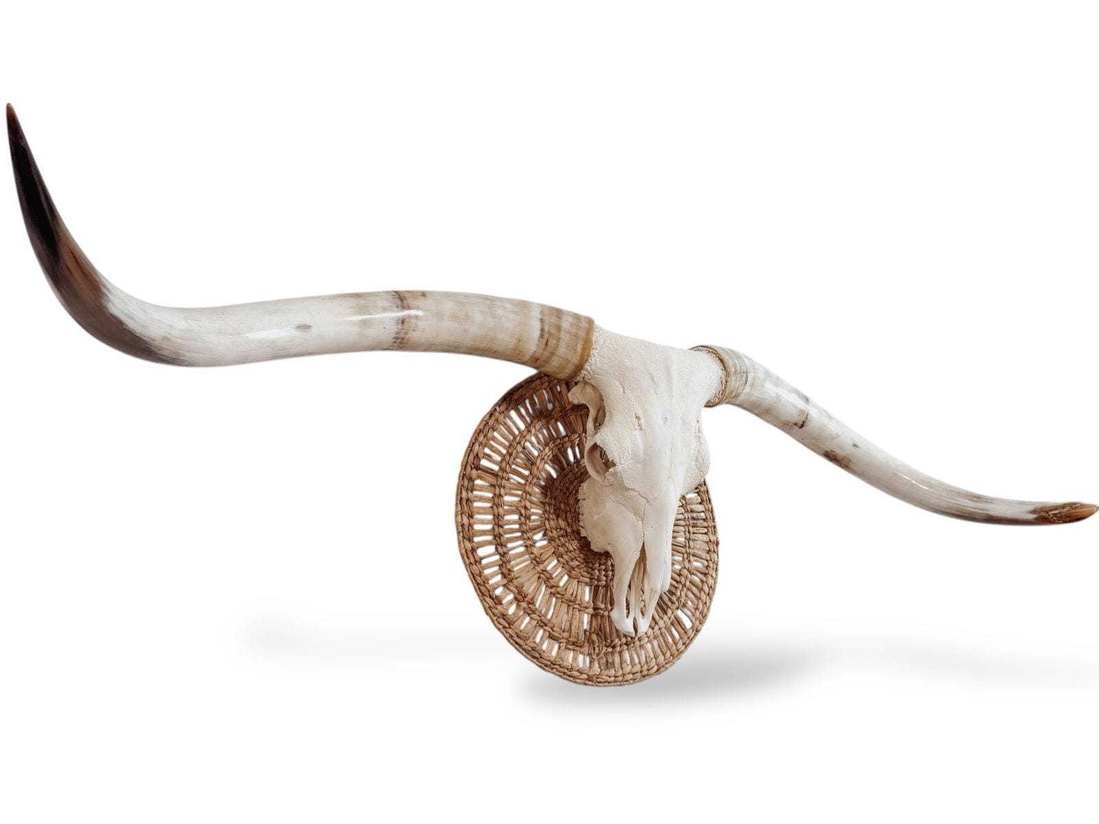 Crânio Real de Touro - Chifre LongHorn